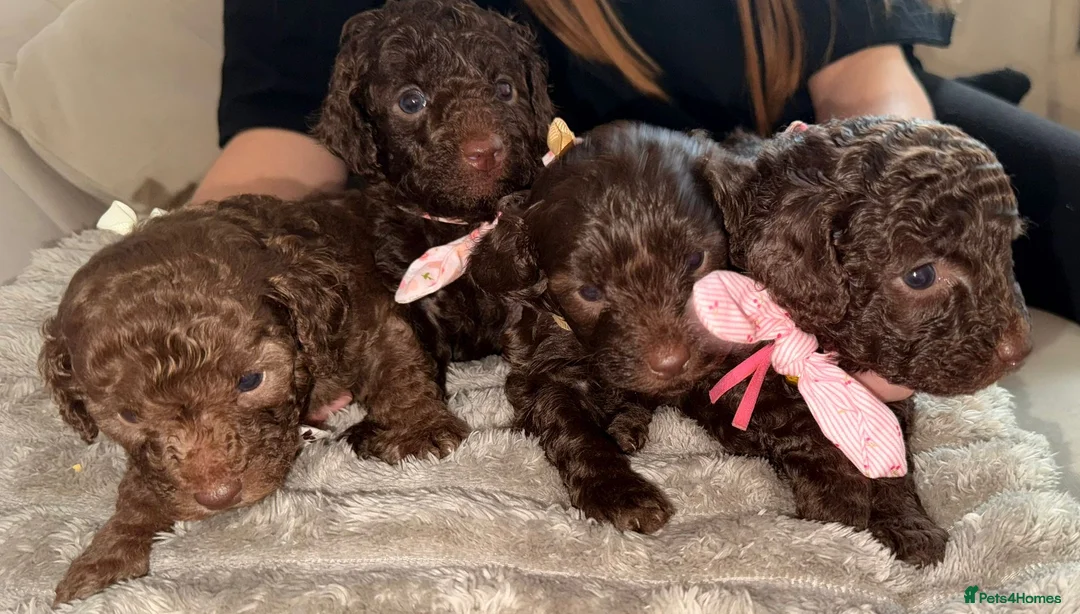 Cavapoo dogs for sale: Beautiful little of cavapoo puppy’s  in Nottingham - Advert 15