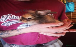 English rabbits for sale: 1 female lionhead baby rabbit bun. - Image 9