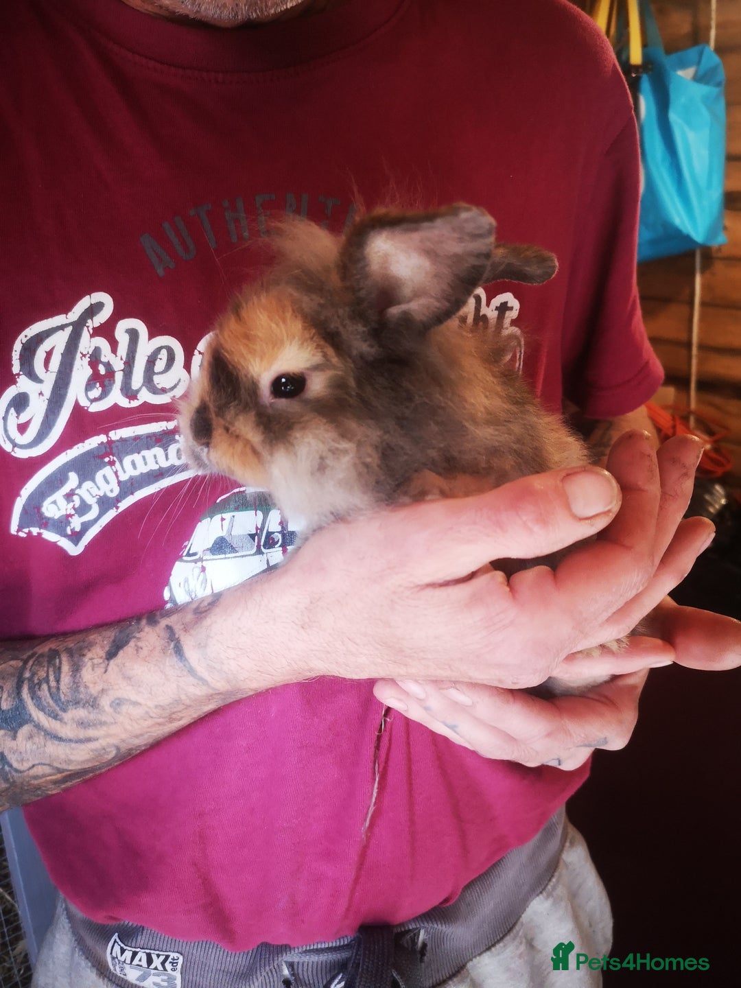 English rabbits for sale: 1 female lionhead baby rabbit bun. - Image 9