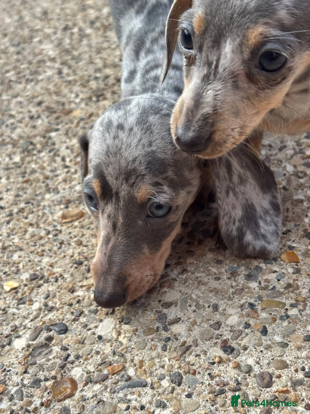 Miniature Dachshund dogs for sale: Miniature dachshunds - Advert 39