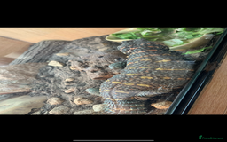 Lizard reptiles for sale: Uromastyx Ornata Male - Image 3