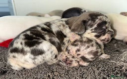 French Bulldog dogs for sale: Stunning french bulldogs  - Image 2