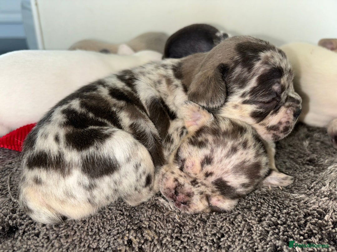 French Bulldog dogs for sale: Stunning french bulldogs  - Image 2