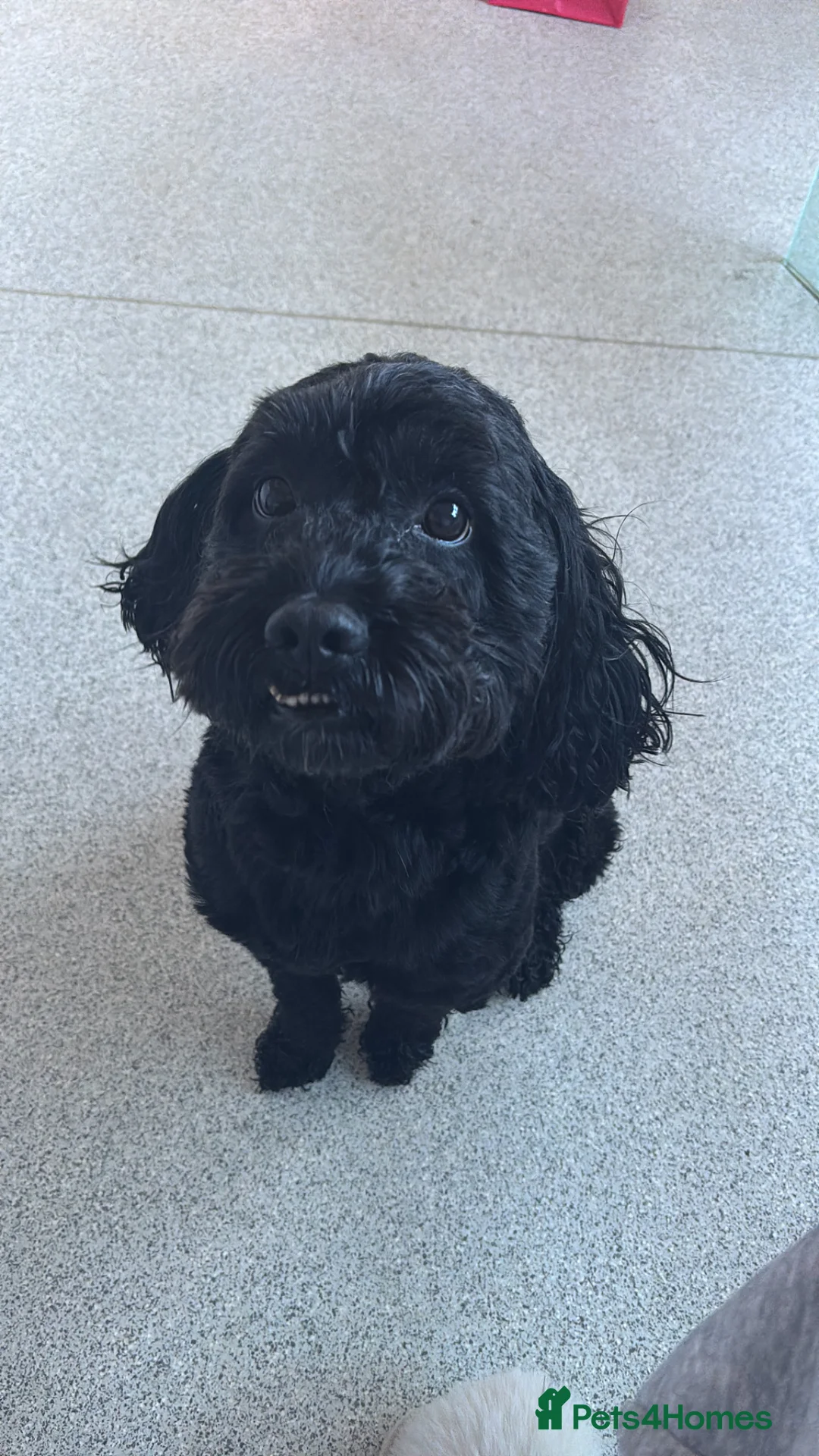 Cockapoo dogs for sale: Teddy the cockapoo - Advert 2