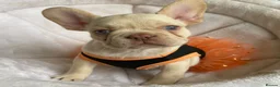 French Bulldog dogs for sale: FRENCH BULLDOGS, MERLE, ROJO, ISABELLA NEWSHADE. - Advert 8