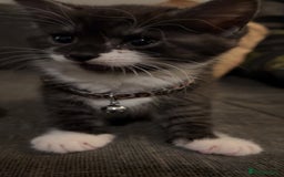 Mixed Breed cats for sale: 3 beautiful kittens for sale - Image 2