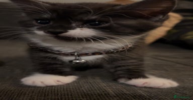 Mixed Breed cats - Advert 6