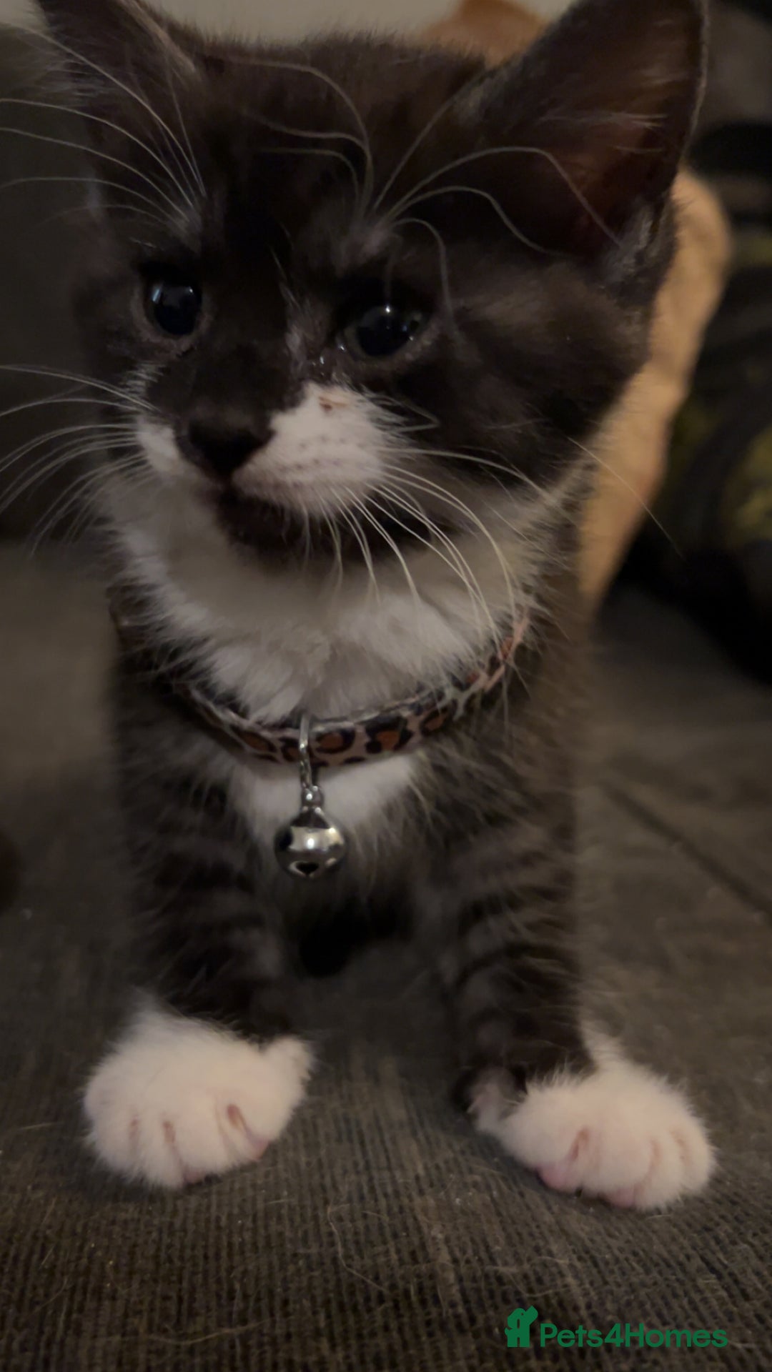 Mixed Breed cats for sale: 3 beautiful kittens for sale - Image 2