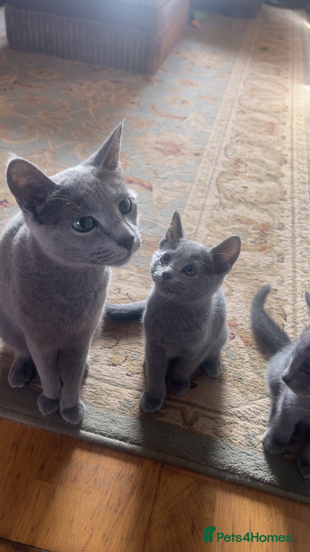 Russian Blue cats for sale: Pure Russian Blue Kittens  - Advert 1