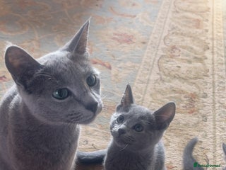 Russian Blue cats Pure Russian Blue Kittens - Advert 2