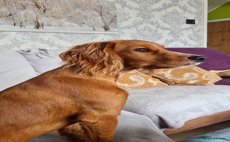Cocker Spaniel dogs - Advert 15
