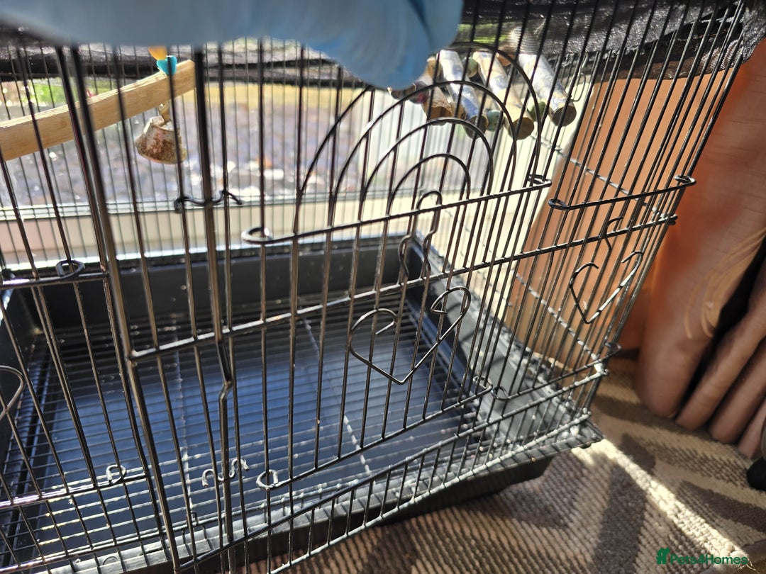 Budgerigars birds for sale: Budgie & Cage Set - Advert 12