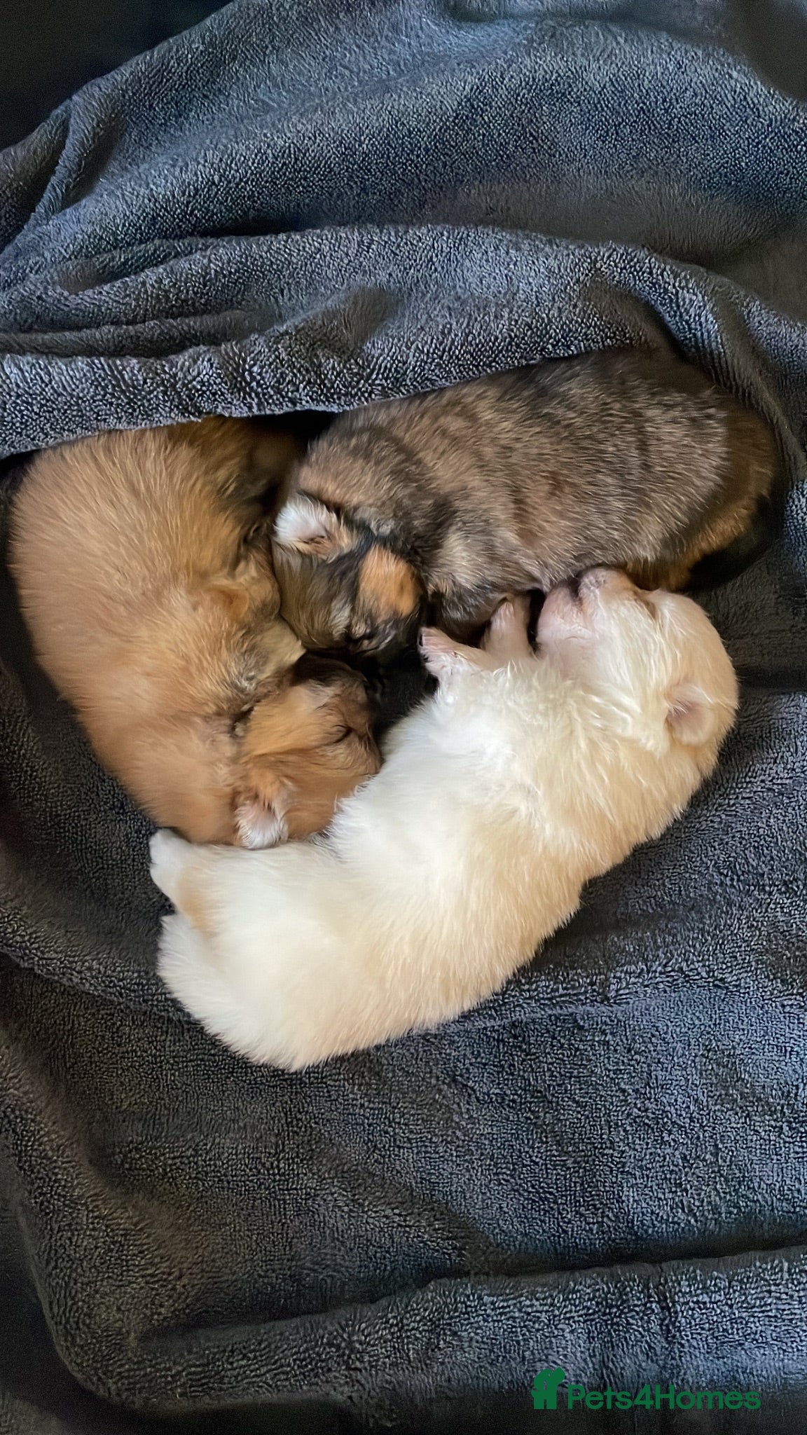 Pomeranian dogs Tiny Teddy Poms looking for their forever homes  - Advert 1