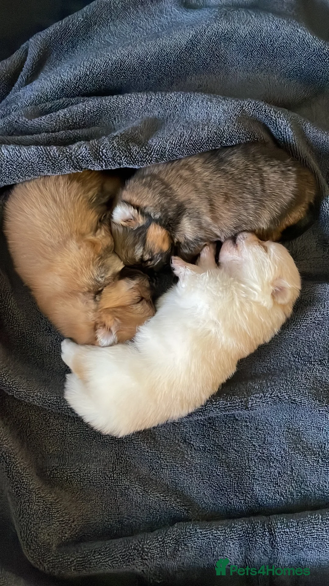 Pomeranian dogs for sale: Tiny Teddy Poms looking for their forever homes  in Greenford - Advert 1