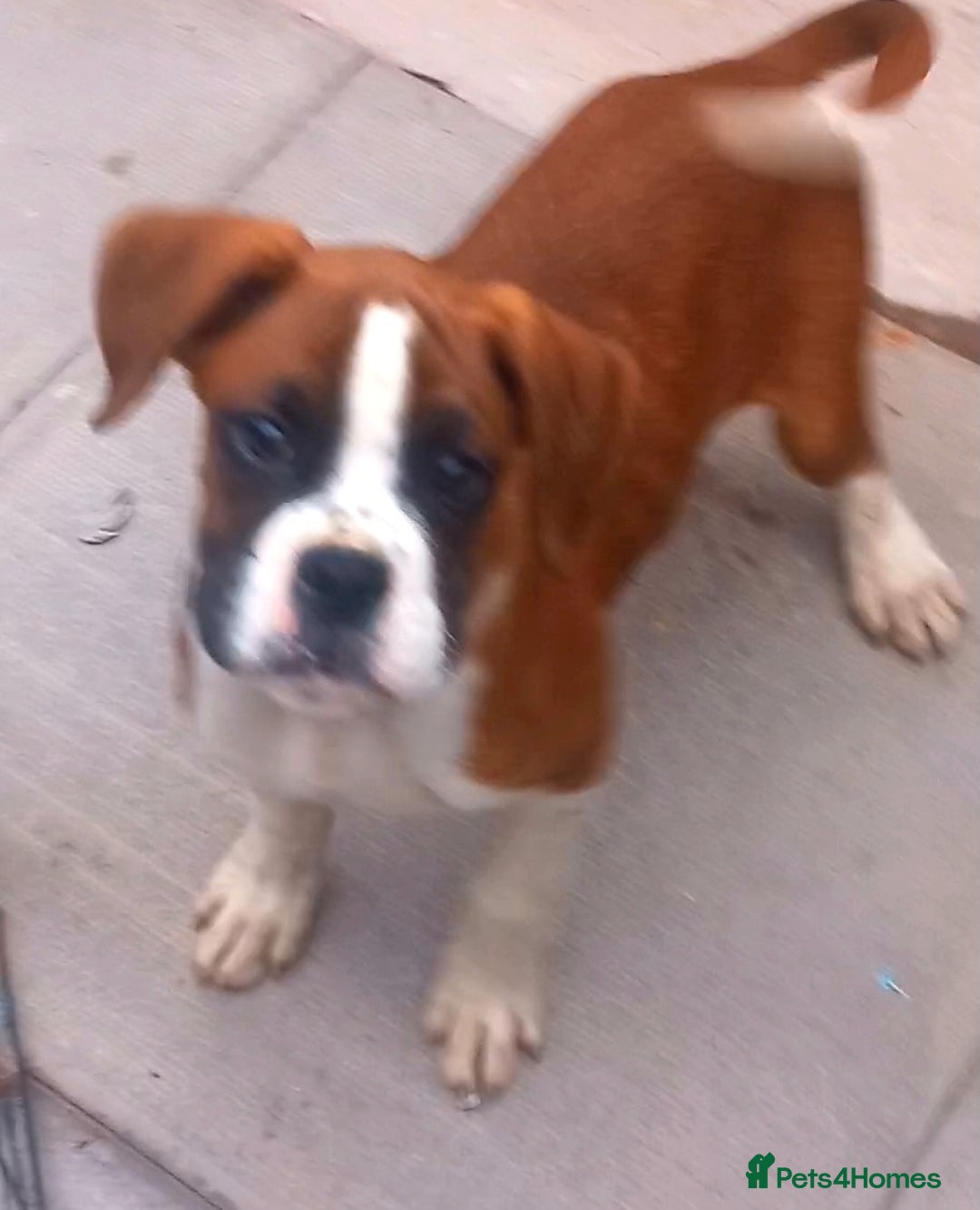 Boxer dogs for sale: Last KC Puppy looking for their forever home - Image 14