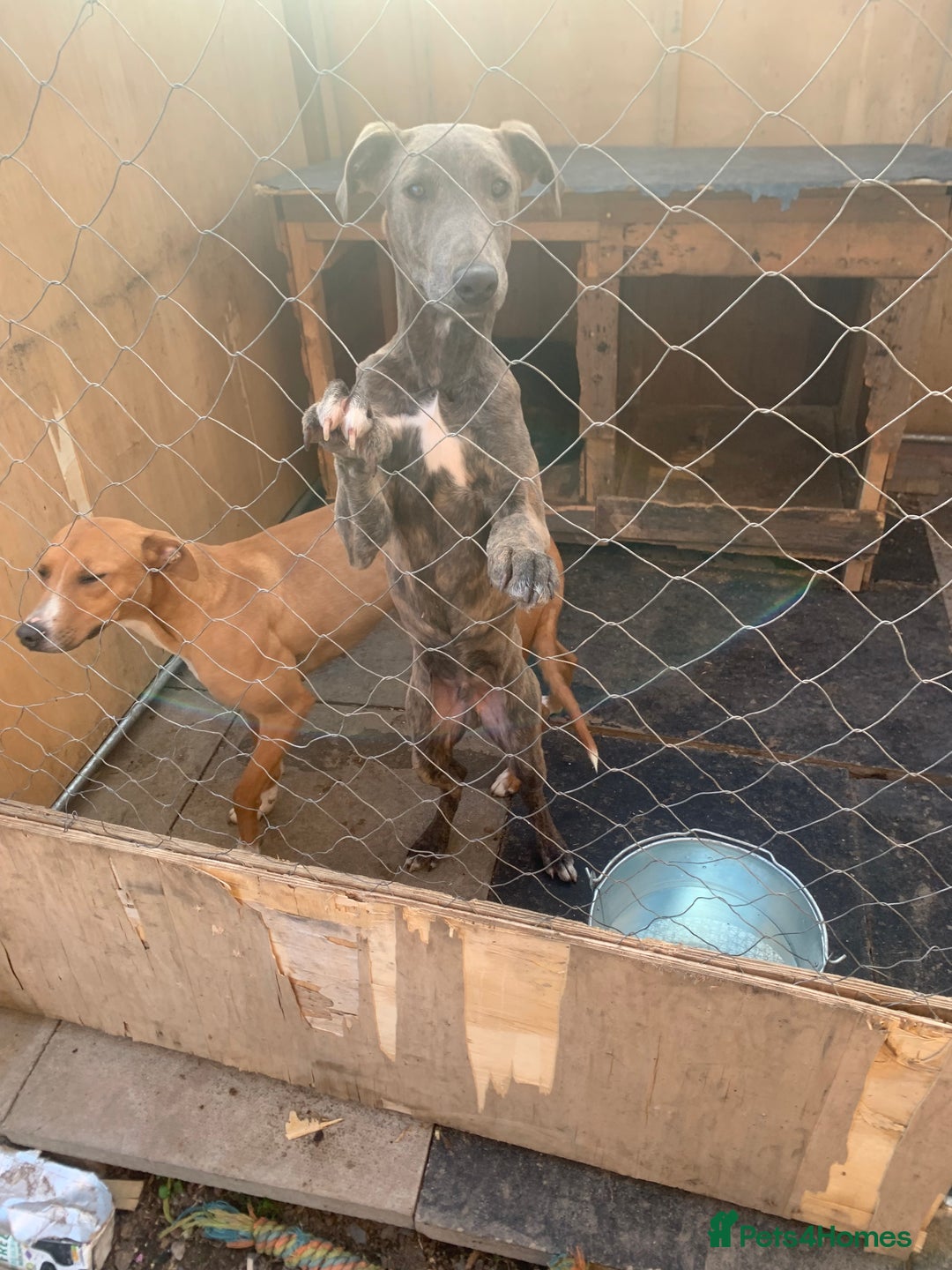 Lurcher dogs for sale: Collie Whippet grey x bull greyhound  - Image 10