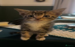 Mixed Breed cats for sale: Kitten - Image 3