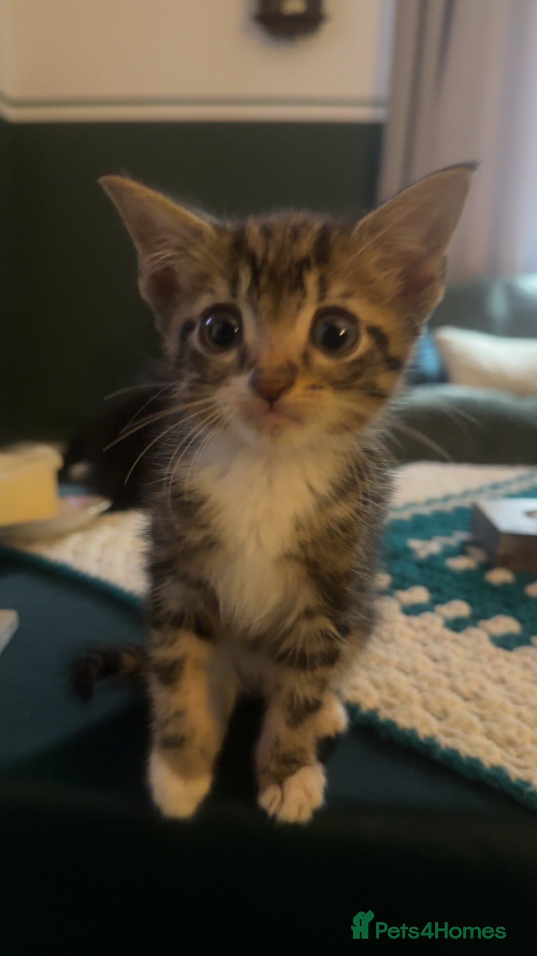 Mixed Breed cats for sale: Kitten - Image 3
