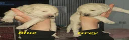 Double Doodle dogs for sale: Double Doodle Puppies (Hypoallergenic) - Advert 22