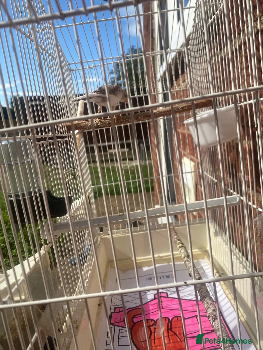 Canaries birds for sale: IP24 2jp hood way Thetford  in Thetford - Advert 2