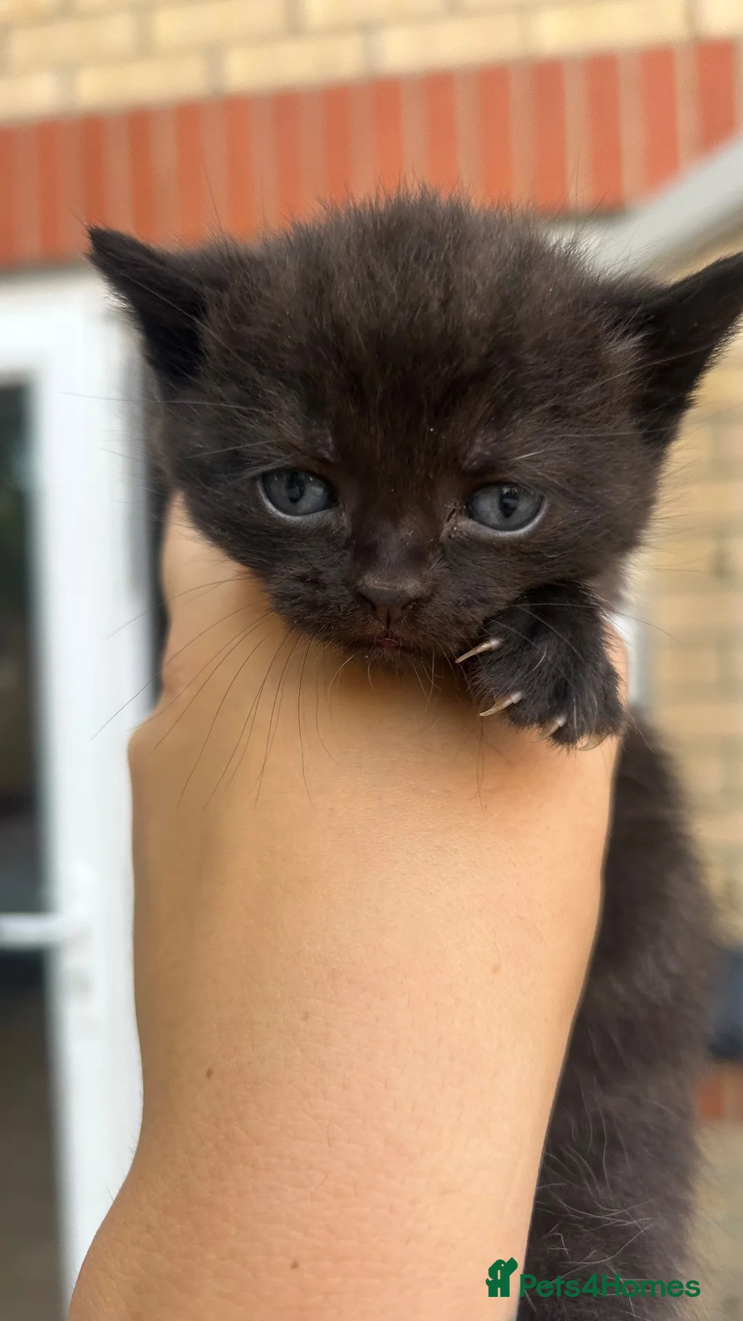 British Shorthair cats for sale: Stunning BSH X KITTENS  - Advert 2