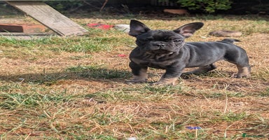 French Bulldog dogs - Advert 9