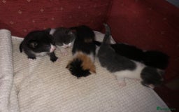 Mixed Breed cats for sale: 5 kittens for sale - Image 16