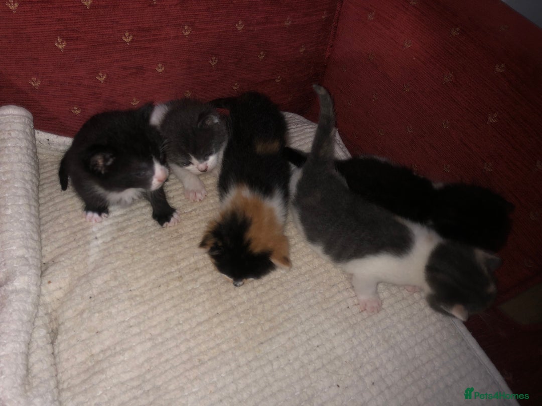 Mixed Breed cats for sale: 5 kittens for sale - Image 16