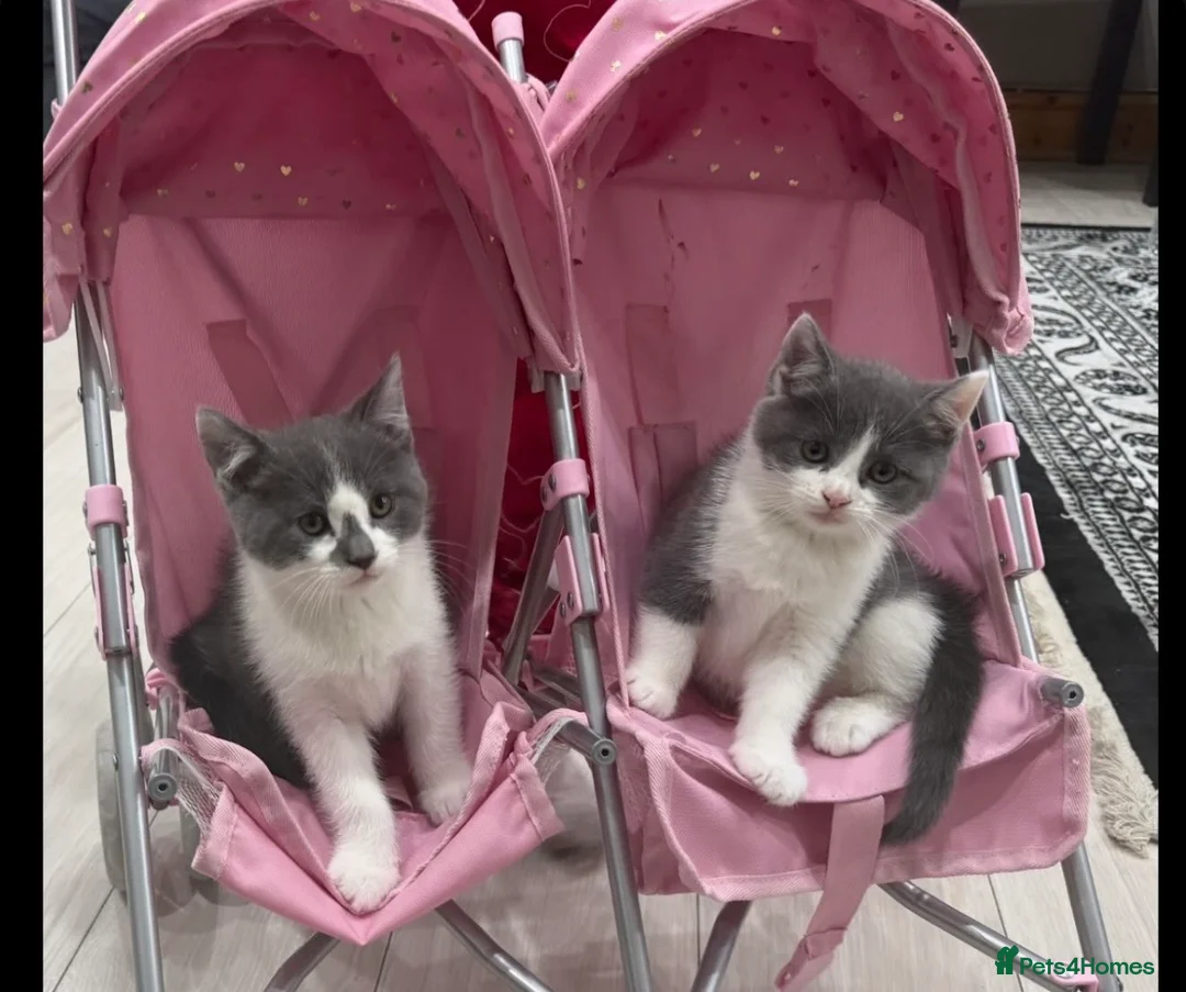 British Shorthair cats for sale: British shorthair kittens in Derby - Advert 1