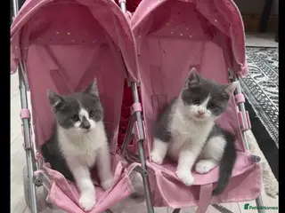British Shorthair cats British shorthair kittens - Advert 2