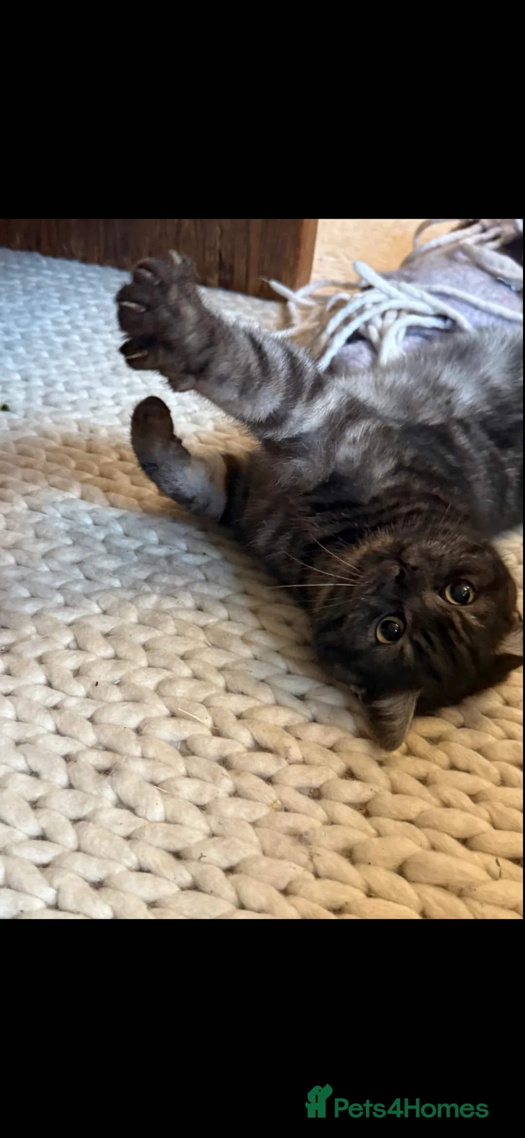 British Shorthair cats for sale: Stunning British Shorthair Male, 11 months - Advert 3