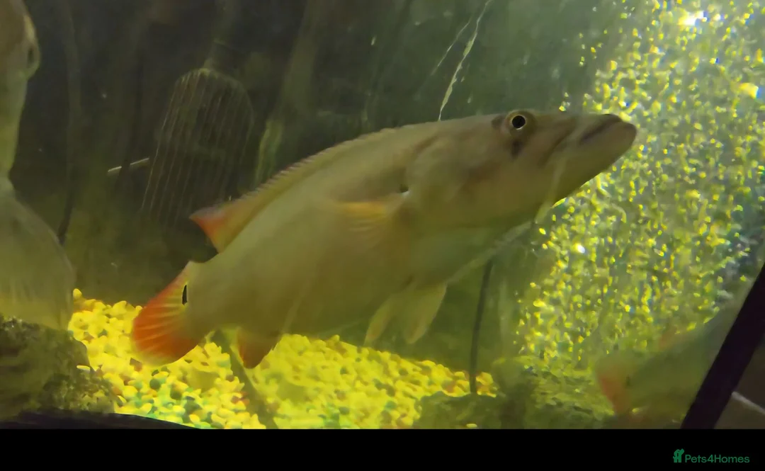 Cichlids fish for sale: Orange Xingu Pike Cichlid  in Birmingham - Advert 1