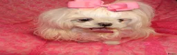 Maltese dogs for sale: Babydoll KC Registered Korean Maltese Adult Girl in Bishop Auckland - Advert 10