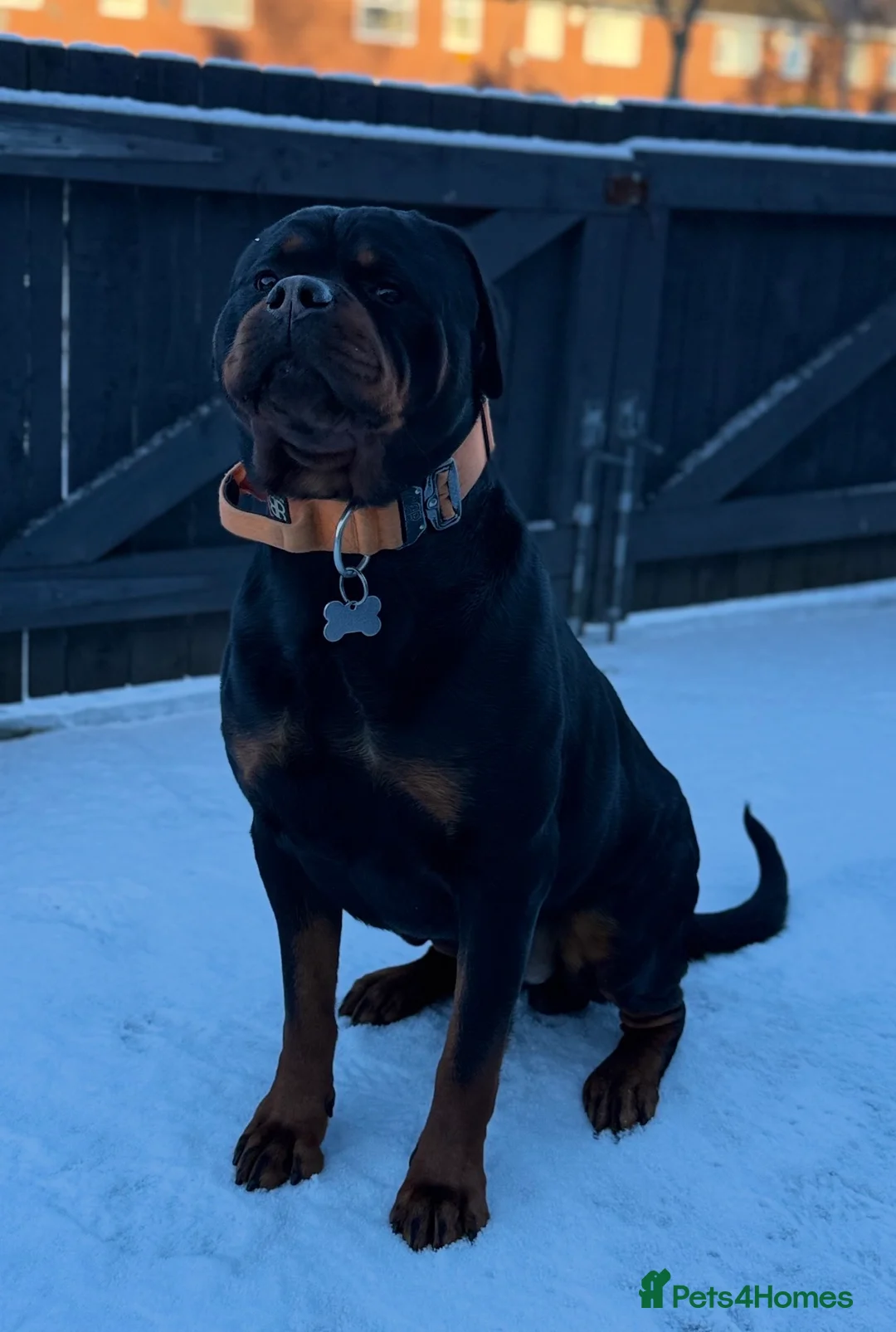 Rottweiler dogs for sale: Male Rottweiler for sale  - Advert 1