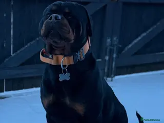 Rottweiler dogs Male Rottweiler for sale - Advert 1