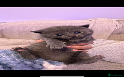 British Shorthair cats for sale: Beautiful British short hair cross kittens - Advert 5