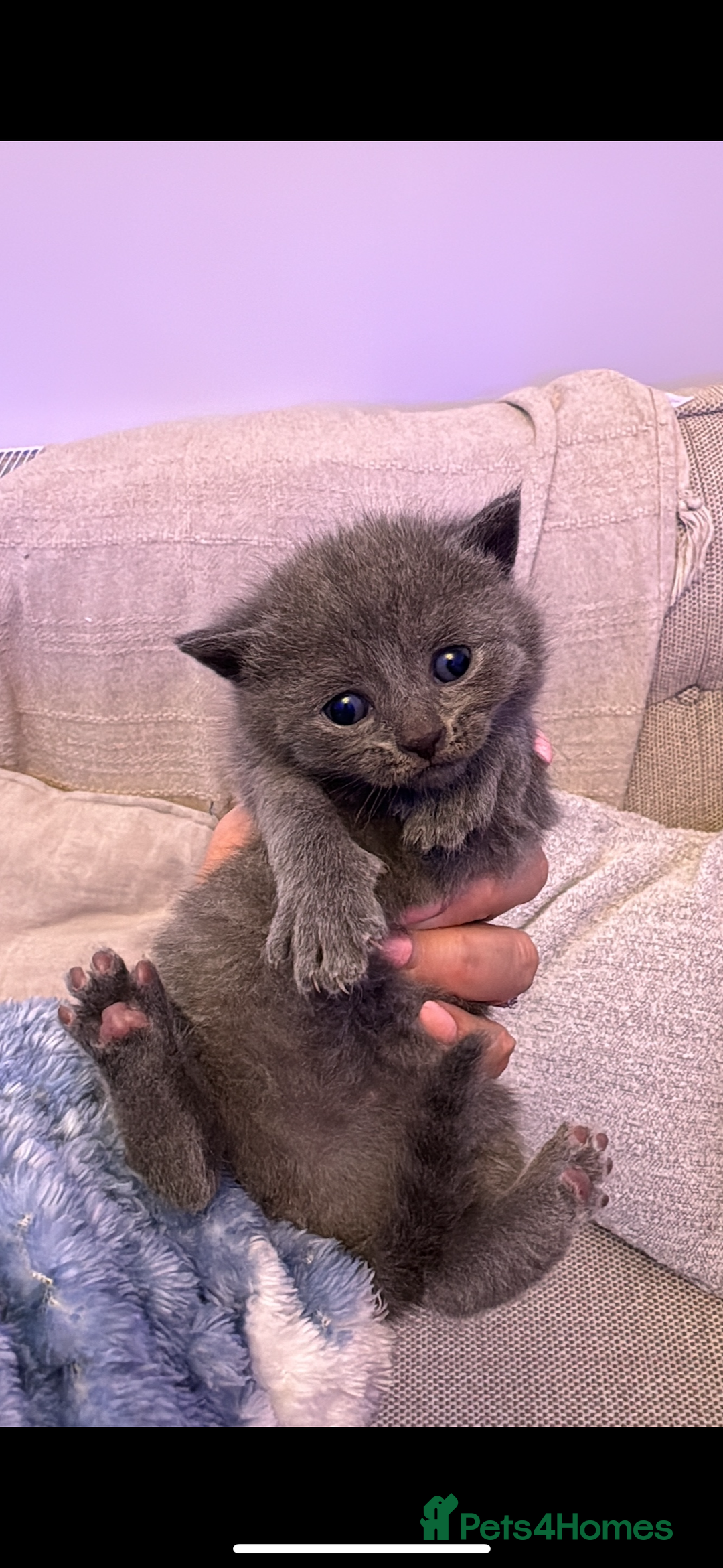 British Shorthair cats for sale: Beautiful British short hair cross kittens - Advert 5