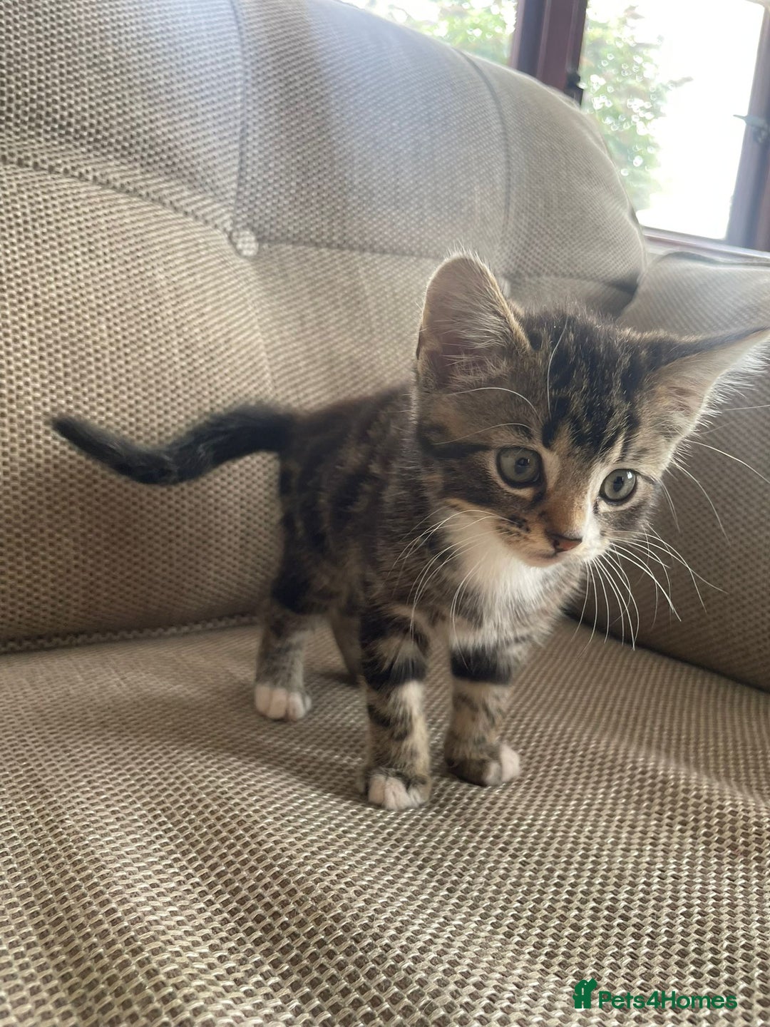 Domestic Shorthair cats for sale: Three beautiful playful kittens. - Image 5