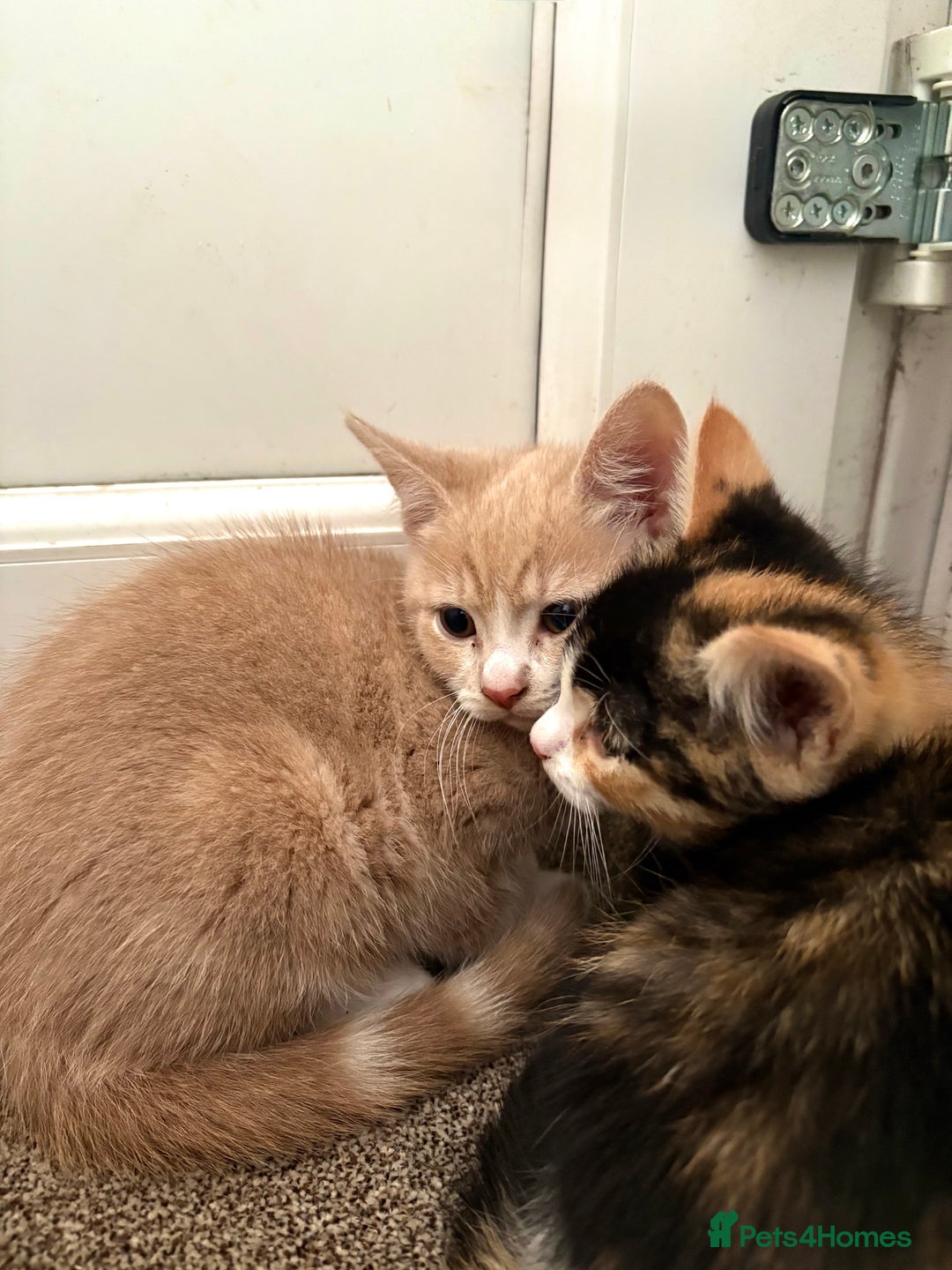 Chartreux cats for sale: White chartreuse Kitten  - Image 2