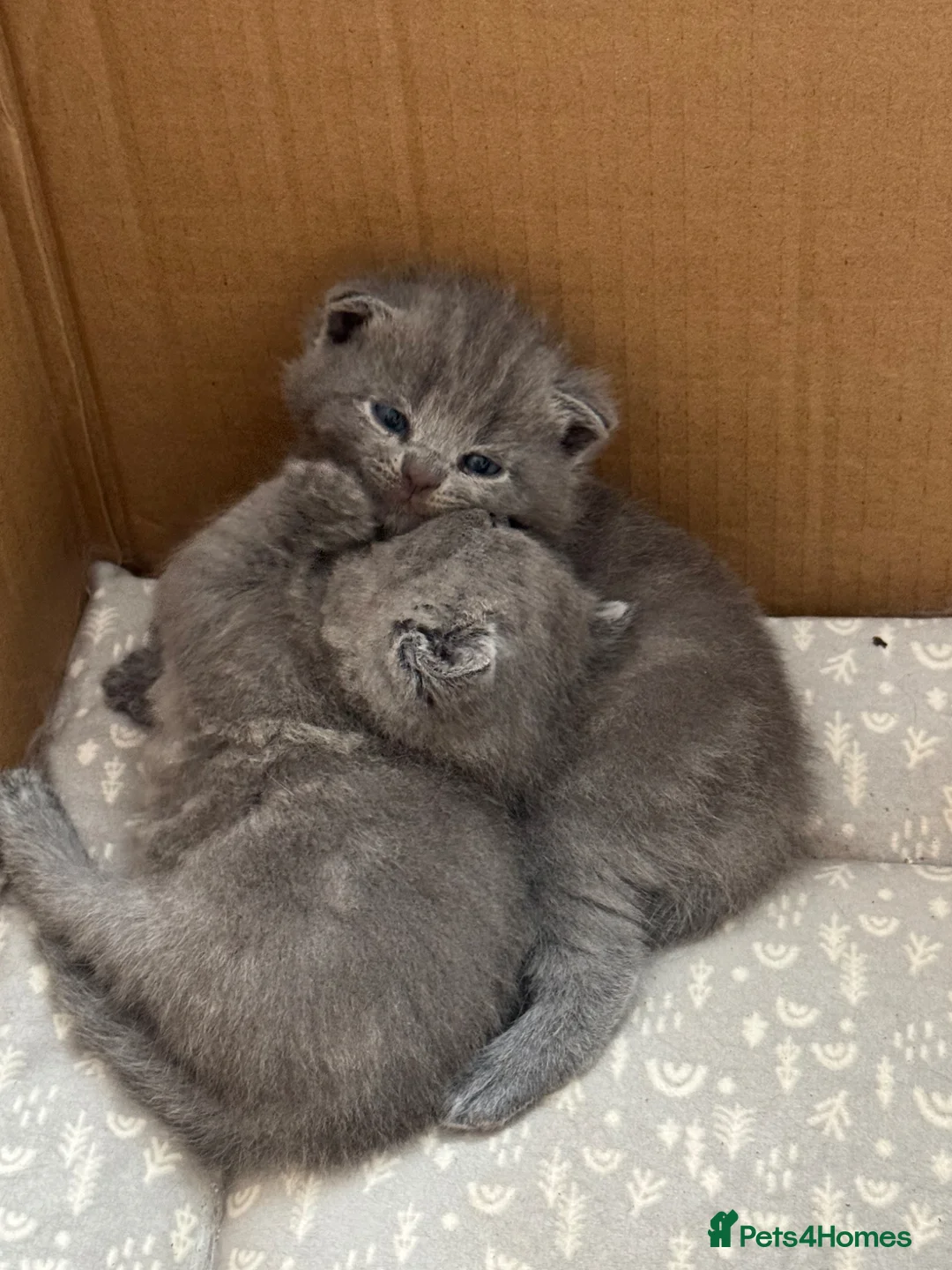 Scottish Fold cats for sale: Gorgeous purebred Scottish Fold Kittens! - Advert 2