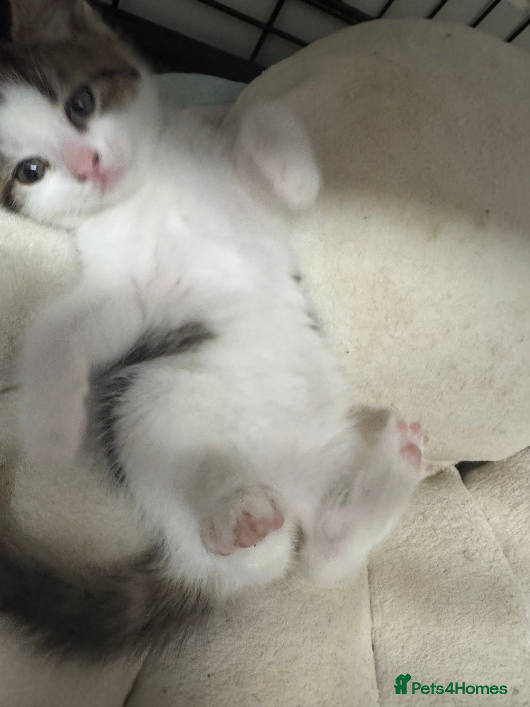 British Shorthair cats for sale: Last kitten  - Advert 6