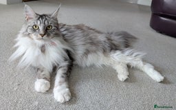 Maine Coon cats for sale: Beautiful Female Maine Coon Sisters 18 months old - Advert 5