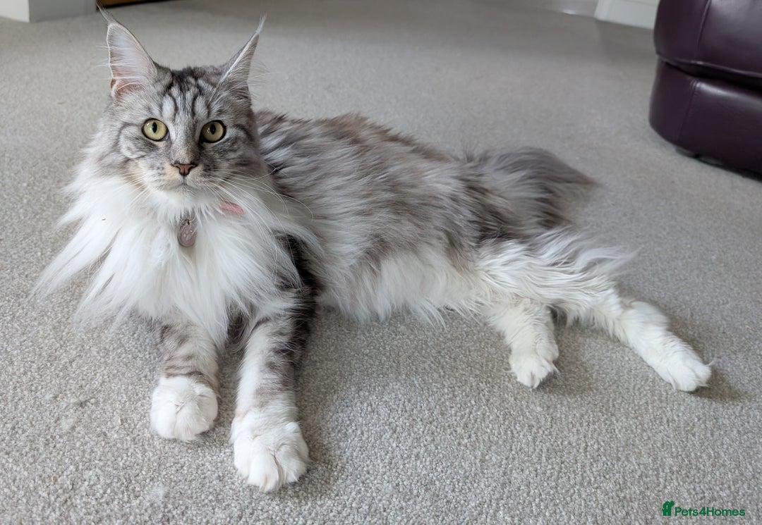 Maine Coon cats for sale: Beautiful Female Maine Coon Sisters 18 months old - Advert 5