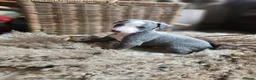 Whippet dogs for sale: Exquisite litter of whippet puppies  in Ormskirk - Advert 17