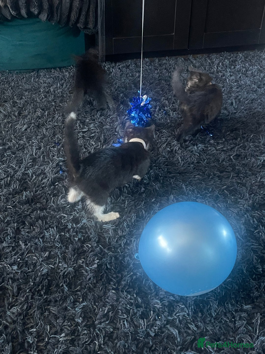 Mixed Breed cats for sale: 2 male 2 female kittens - Image 9