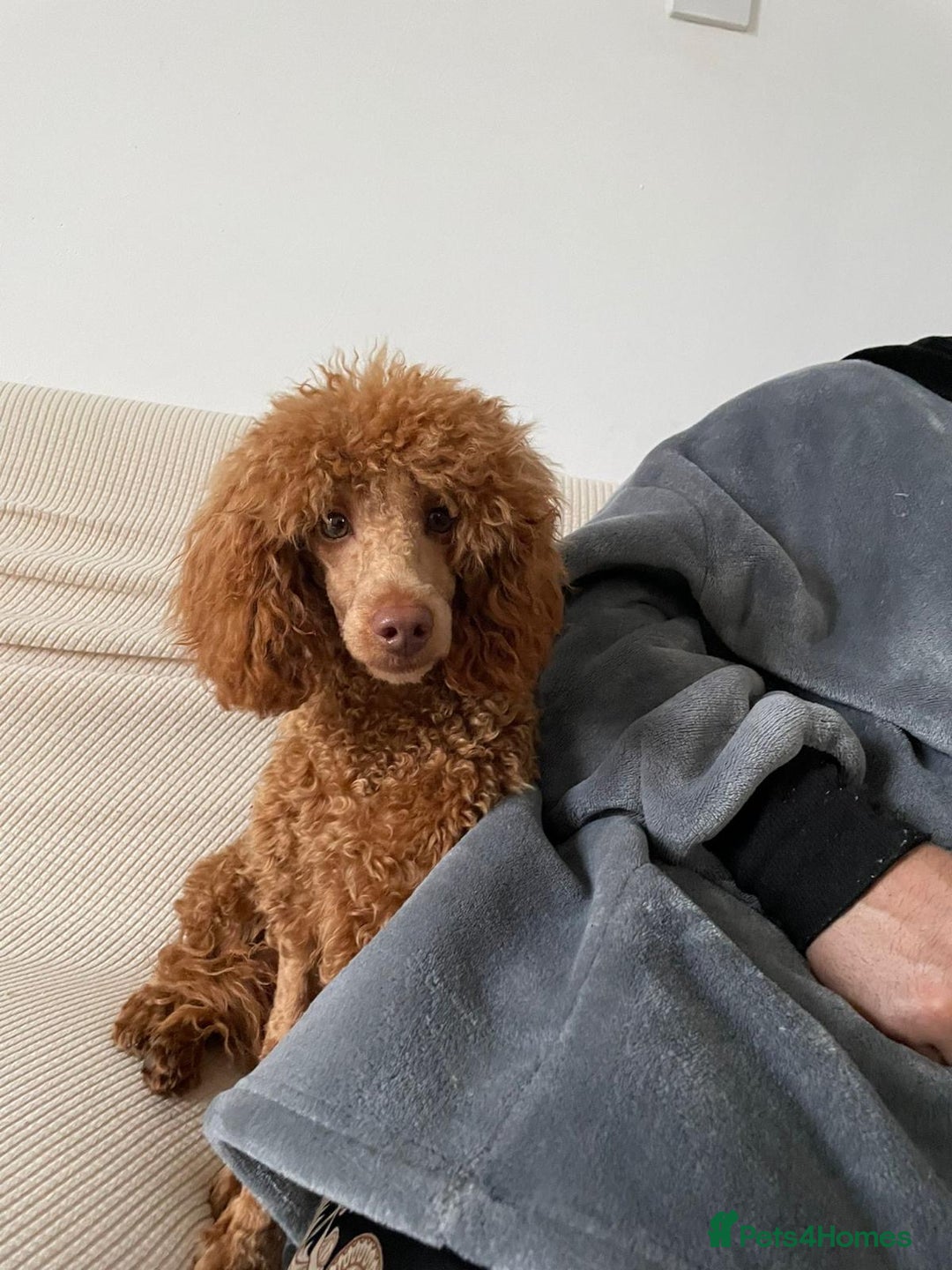 Miniature Poodle dogs for sale: Miniature poodle - Advert 2