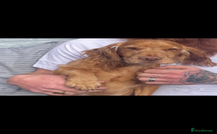 Cockapoo dogs - Advert 12