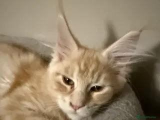 Maine Coon cats Last red female Maine coon kitten - Advert 4