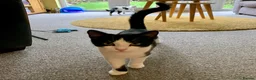 Mixed Breed cats for sale: Two Adorable Sister Kittens for Sale in Huddersfield - Advert 8