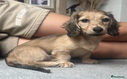 Miniature Dachshund dogs for sale: 🐾Miniature Longhaired Dachshund puppies.KC reg🐾  - Image 2